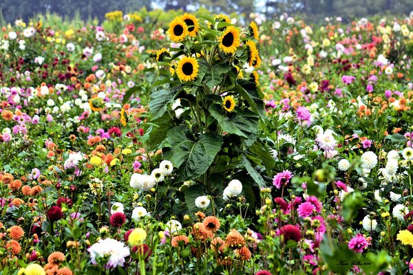 Un énorme tournesol parmi une variété de couleurs