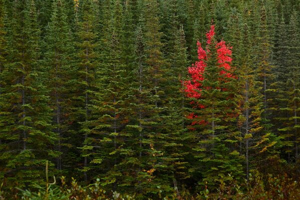 Kanadyjski jesienny las, piękne drzewa