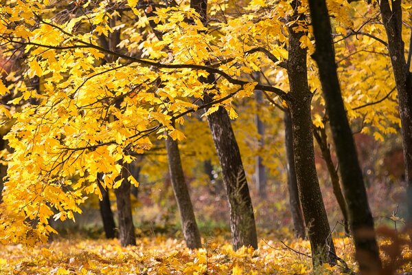 Hay follaje amarillo en los árboles. Llegó el otoño