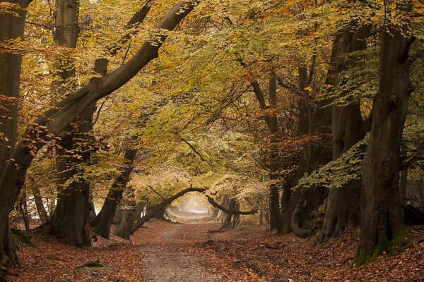 Ein Weg in den Wald mit interessanten Bäumen