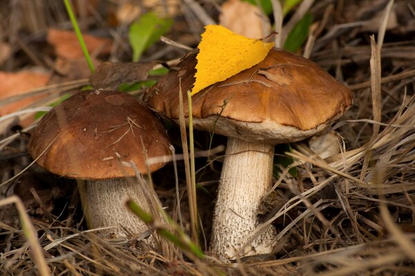 Nel fogliame, un paio di funghi porcini