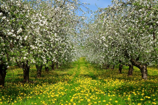 Blühender Garten des gelben Frühlings