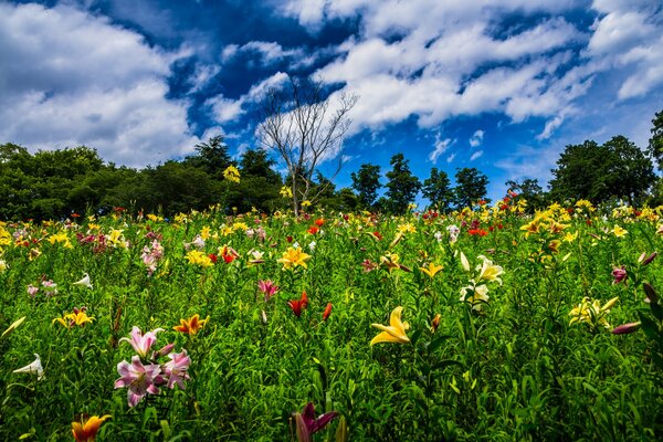 Schöne Natur mit Blumen auf dem Feld