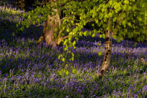 Forest fairy tale with beautiful flowers