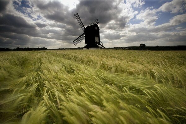 Ears of corn in the field under a strong wind