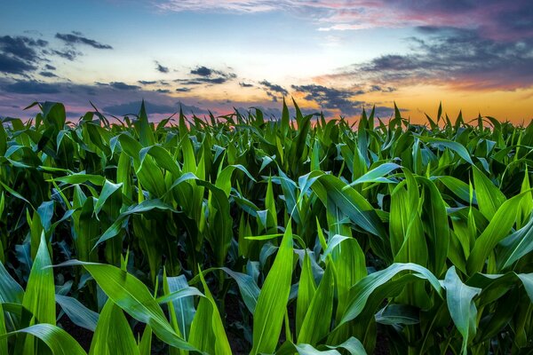 Ciel coucher de soleil sur un champ de maïs