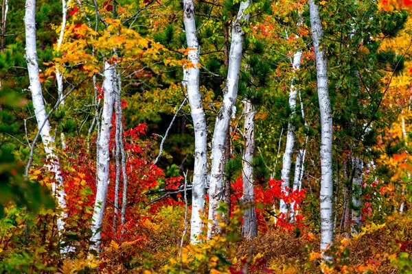 Troncos de abedul blanco en colores de otoño