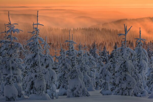 Christmas trees in the snow. The fog is coming down. The sky is a beautiful color