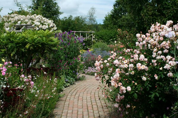 Садовая дорожка через штамбовые кусты роз