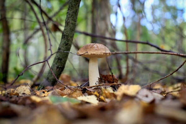 Bel porcino nella foresta autunnale