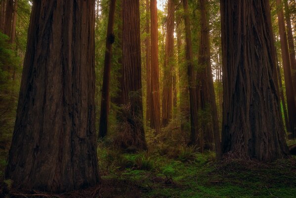 Árboles del bosque de Redwood, California