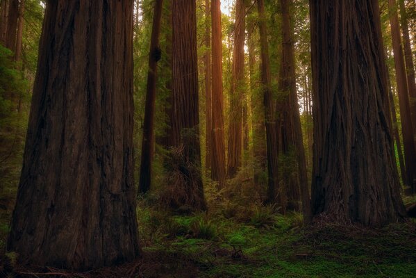 Alberi dalla foresta di radwood in California