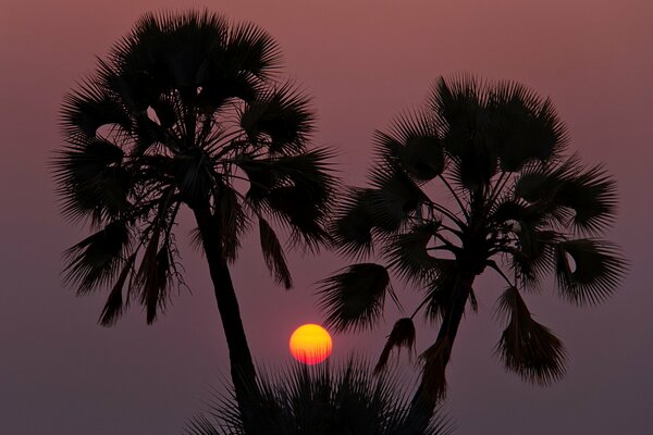 Zwei Palmen bei Sonnenuntergang