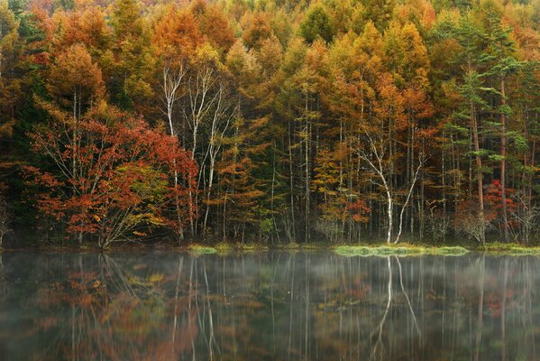 Деревья. Осенний лес, река