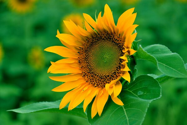 Bright sunflower in the field