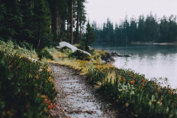 Foto atmosférica de la pista que va al bosque a lo largo del río