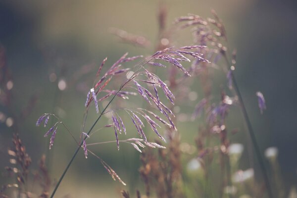 Hierba en foco bokeh