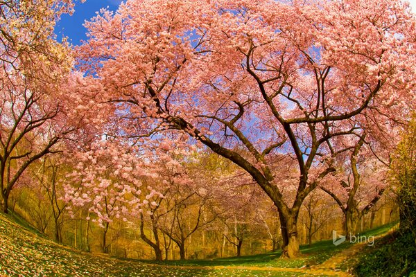 Fiori di ciliegio primaverili in America