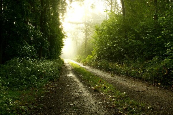 Der Weg durch den Wald am Morgen im Nebel