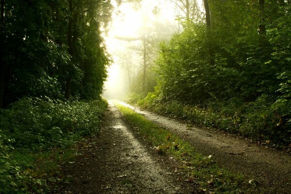 Strada attraverso la foresta al mattino nella nebbia