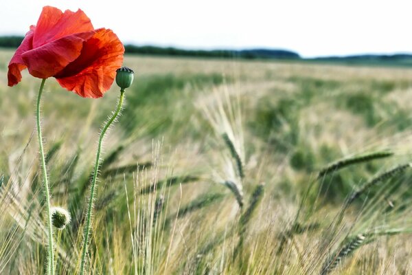 Roter Mohn in grünen Ährchen