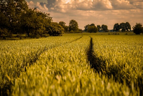 Camino entre el campo verde