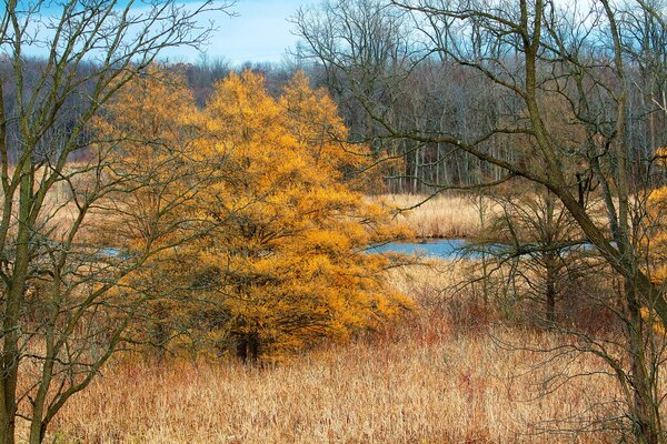 Autumn weather in the forest