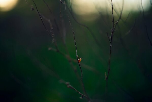 Makrofoto Herbstblatt