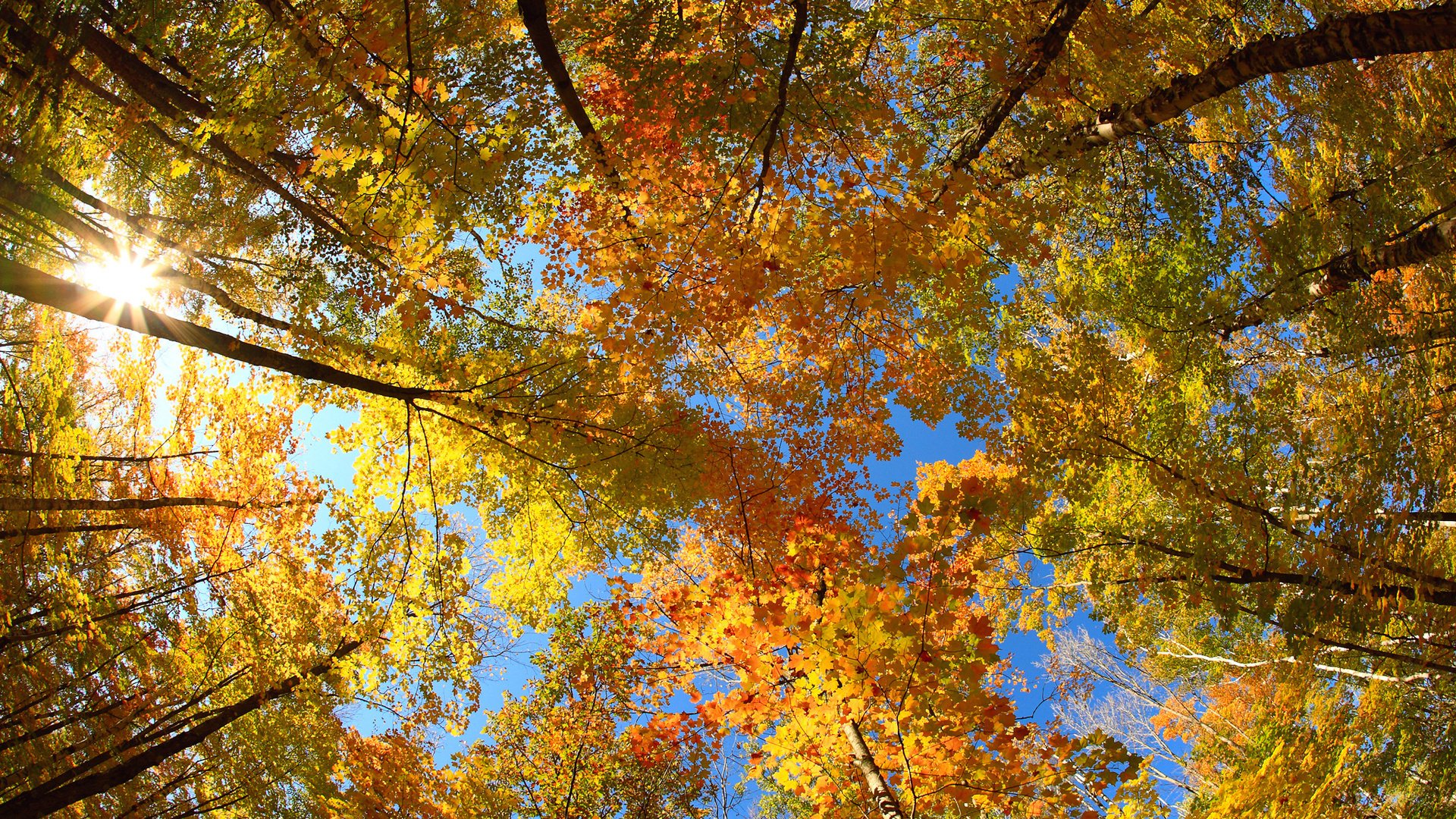 otoño árboles follaje corona sol