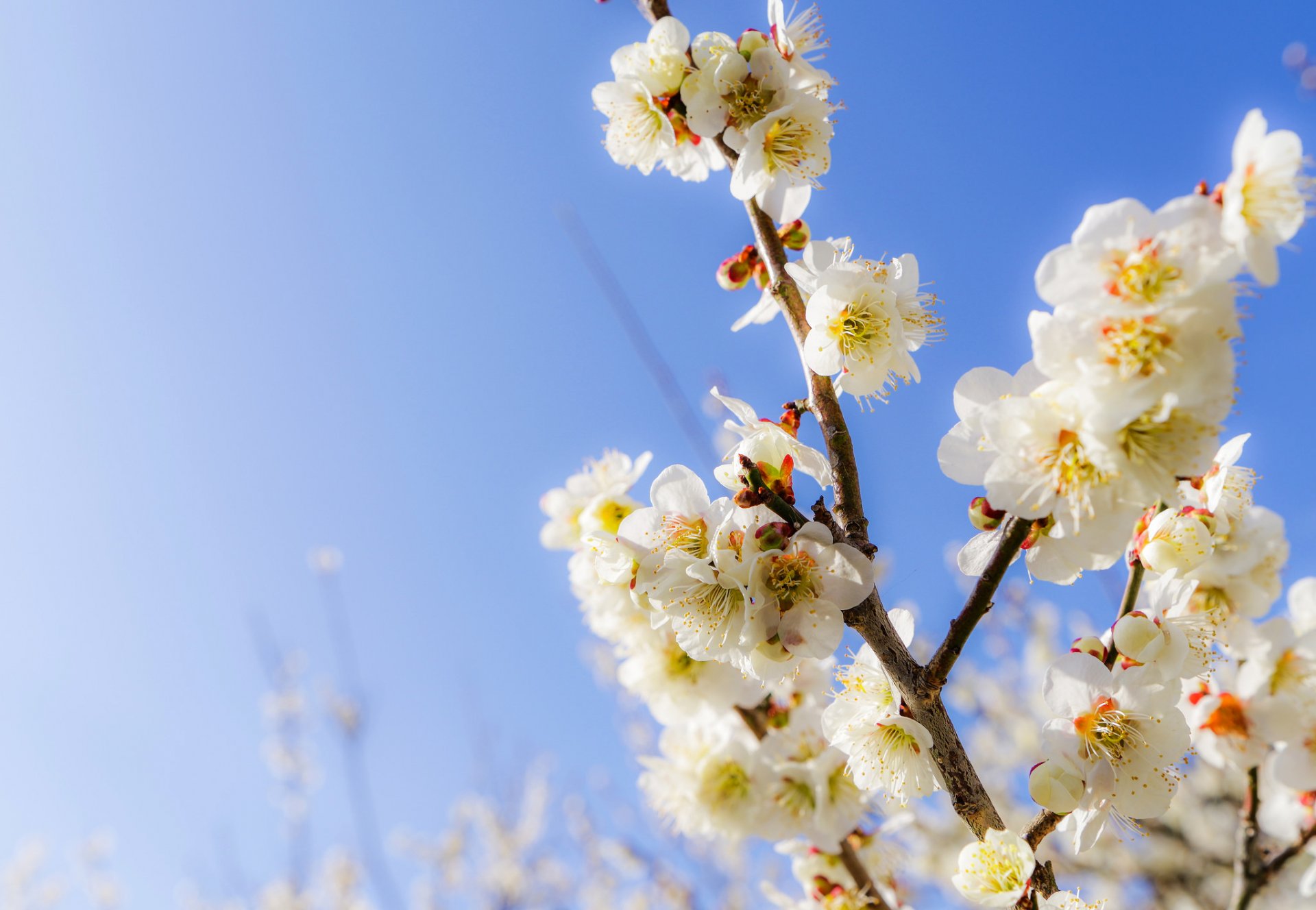 himmel frühling zweige garten blumen