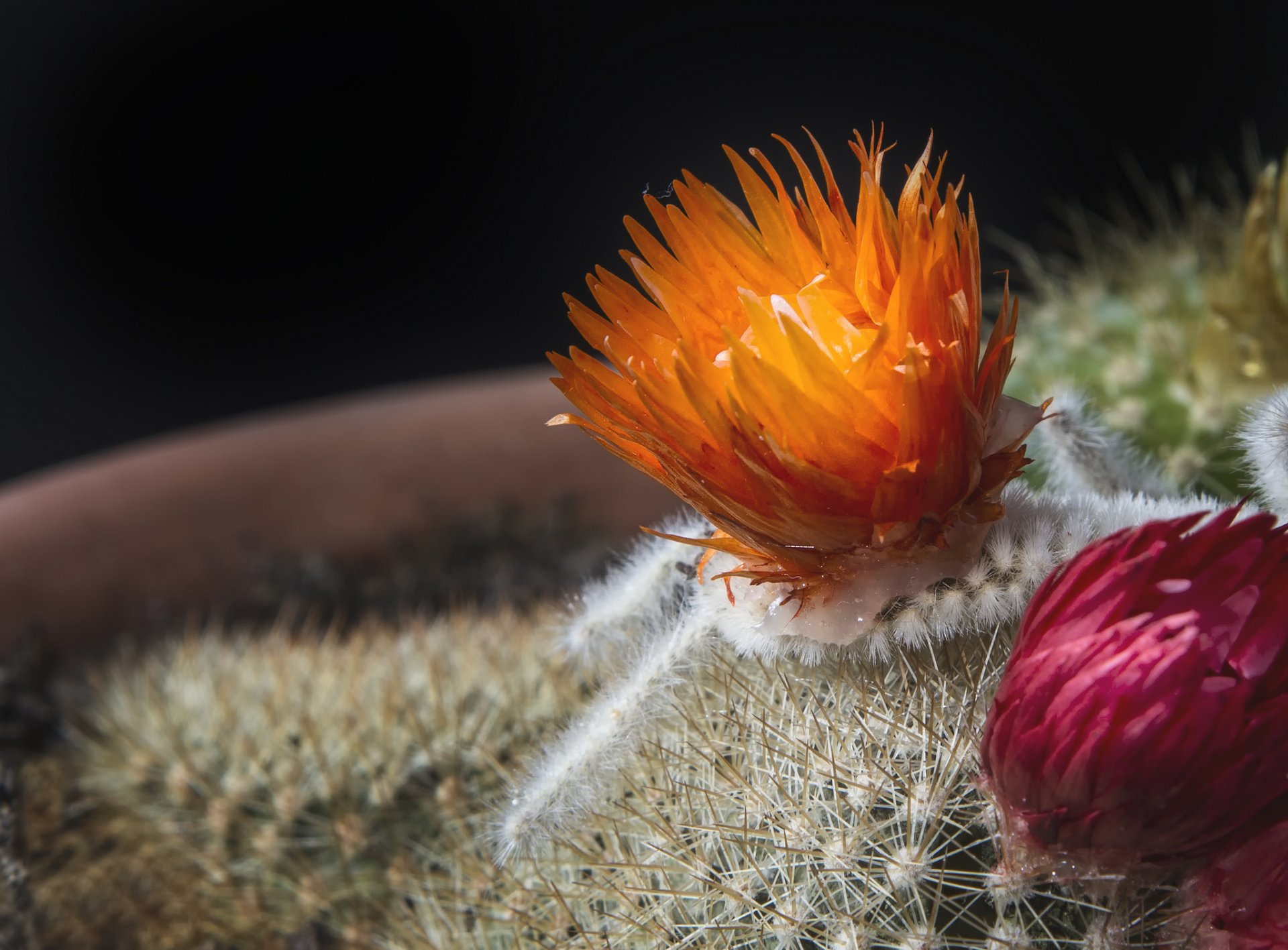 cactus fiore macro