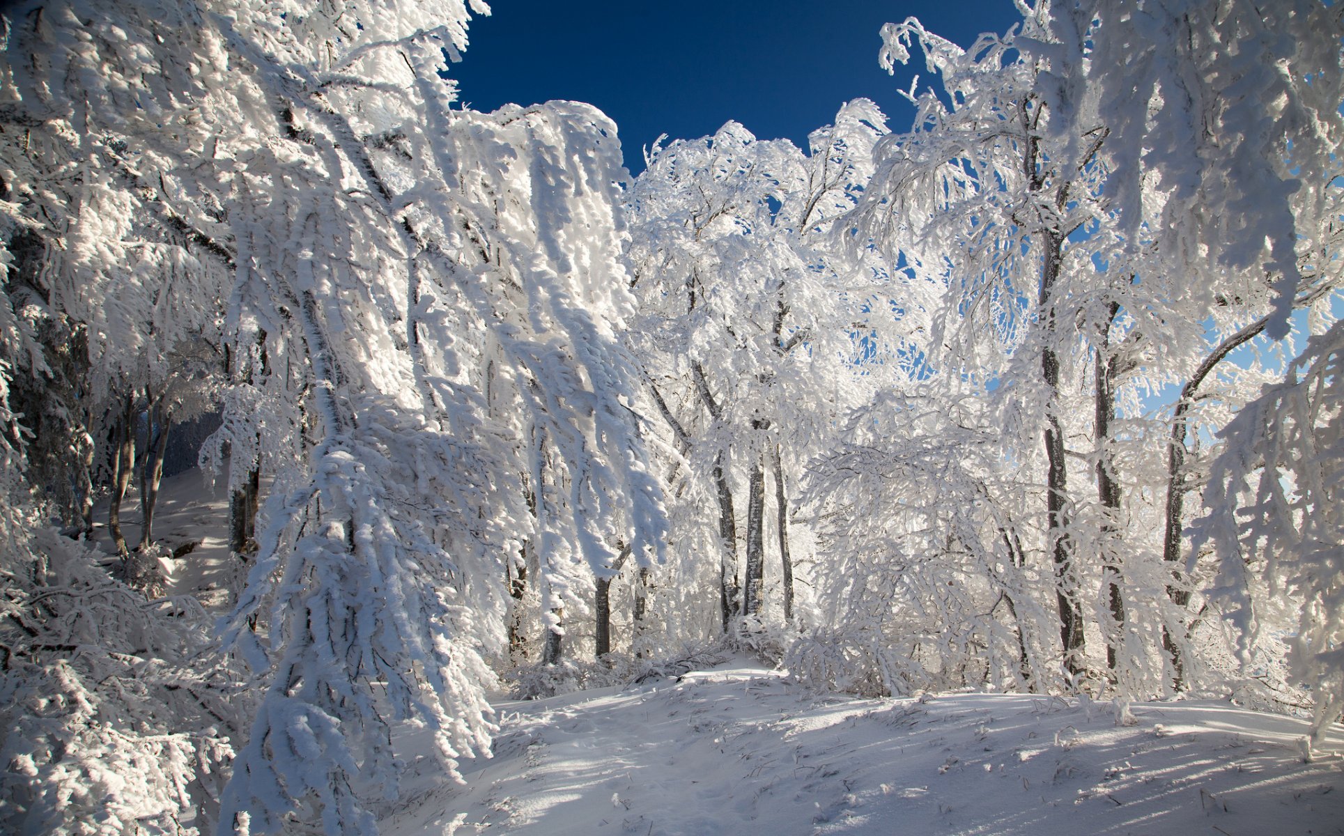 forest path winter tree snow