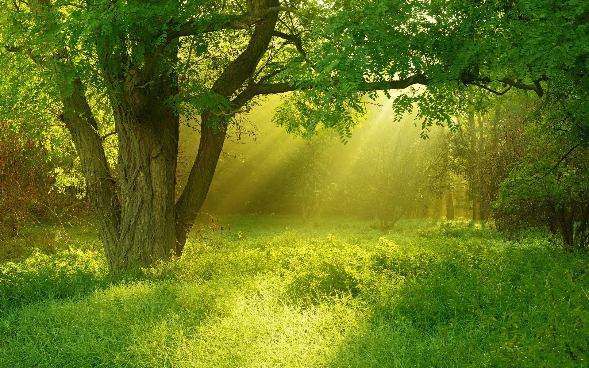 tree grass light summer