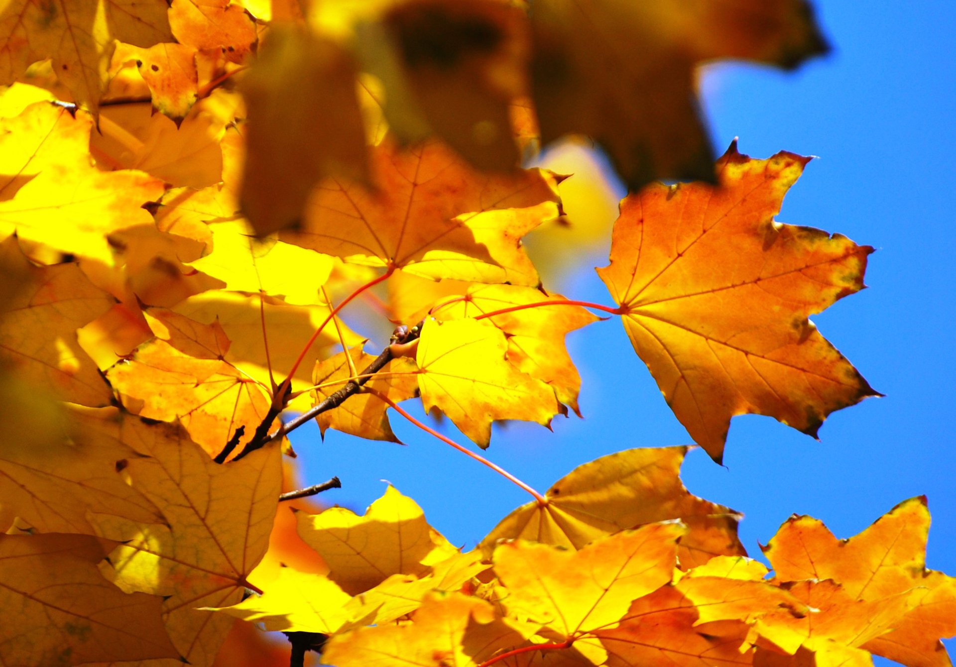 cielo hojas arce otoño