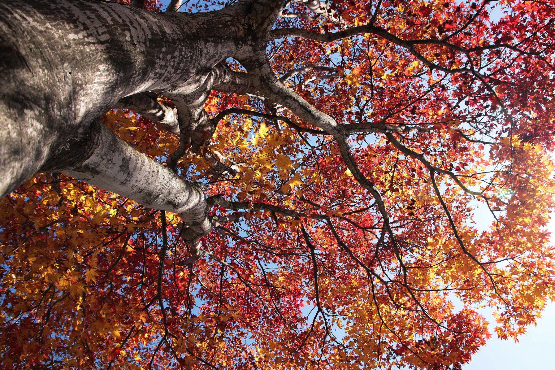 ciel arbre tronc couronne feuilles automne