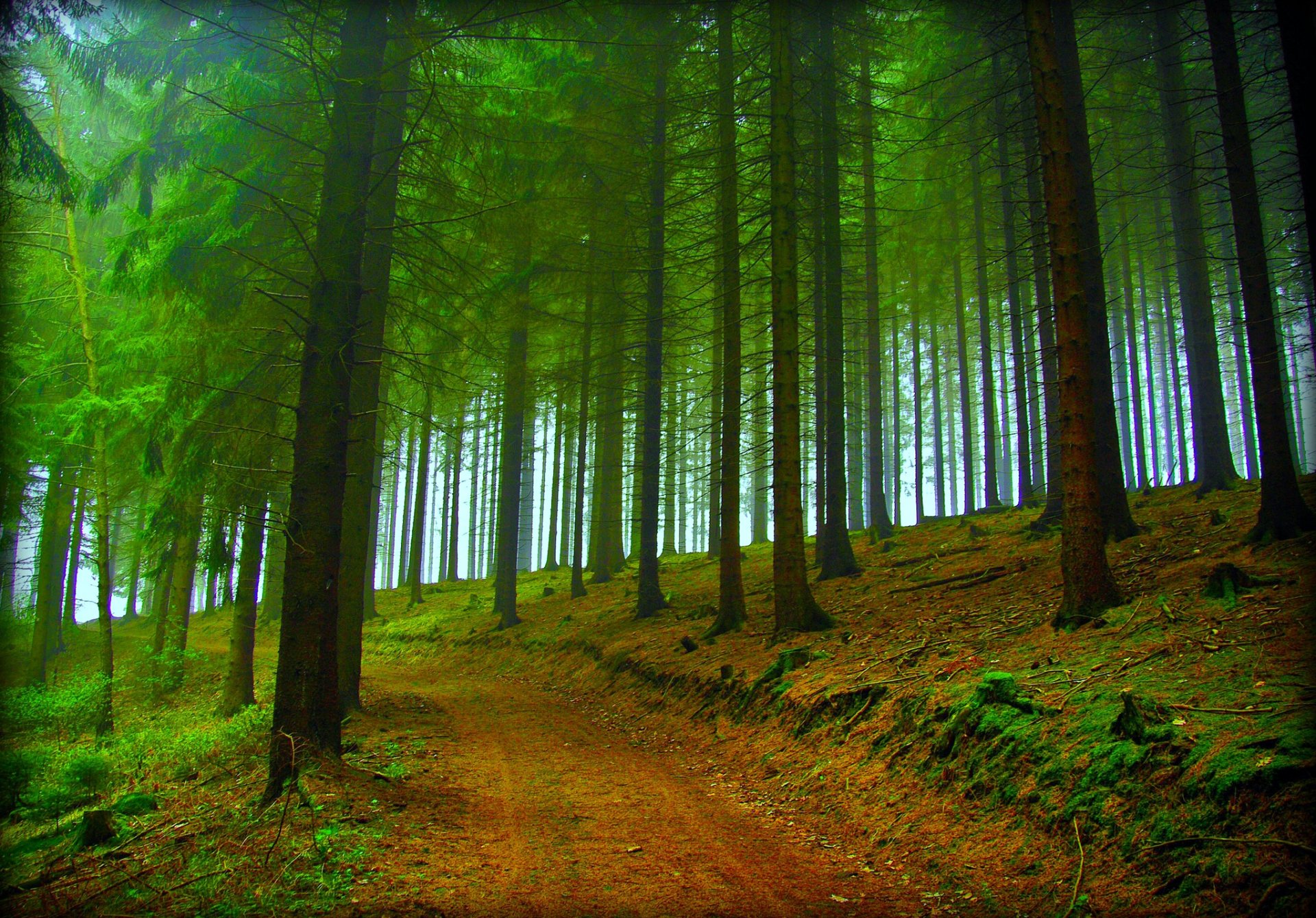 bosque árboles camino otoño