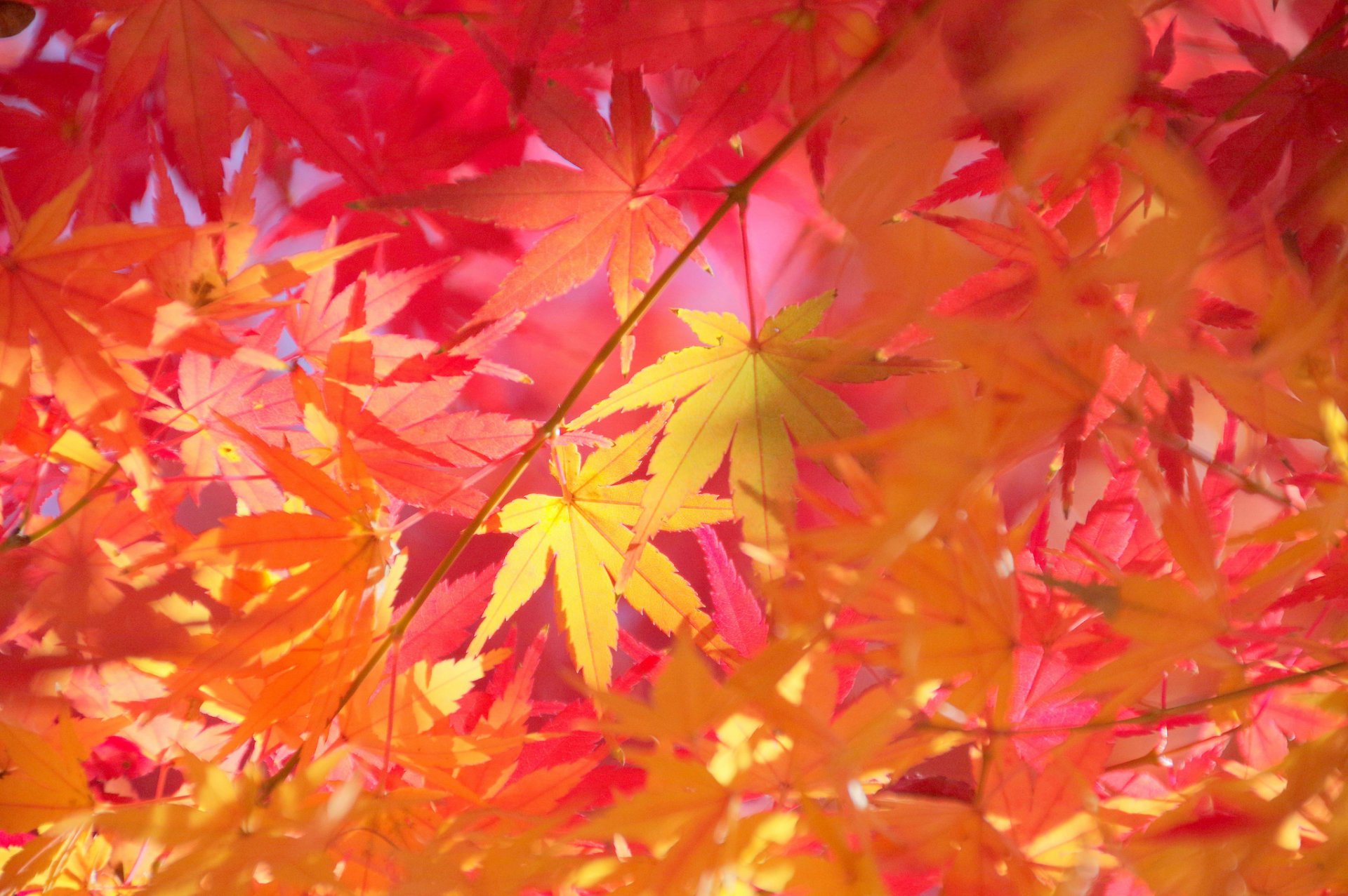 branches feuilles érable automne gros plan