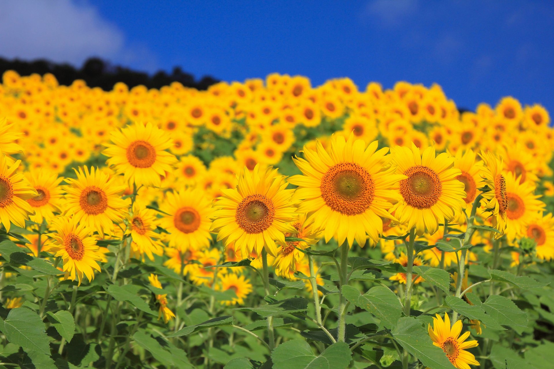 ciel champ tournesol fleurs pétales feuilles