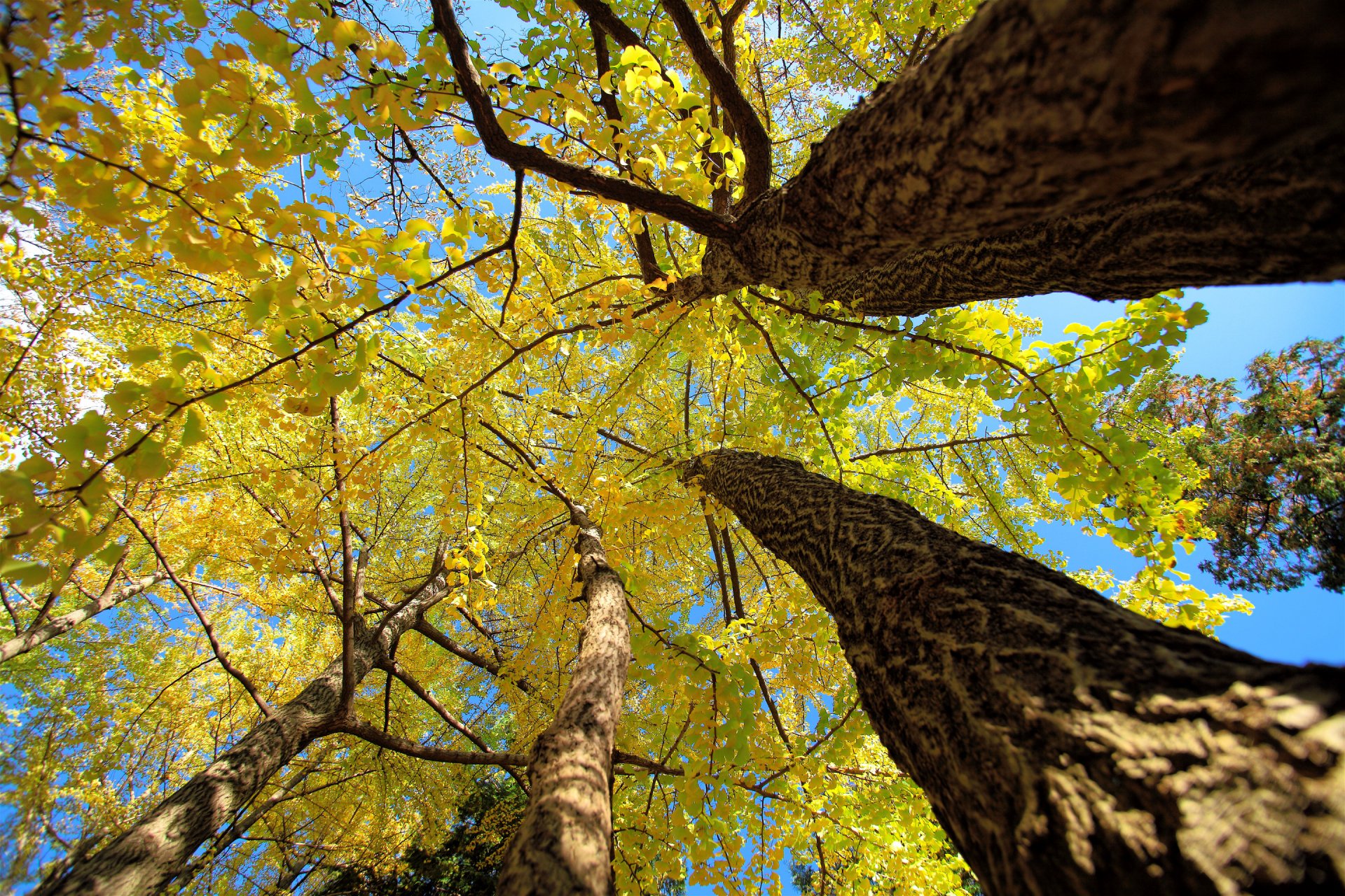 alberi tronco corona foglie autunno cielo