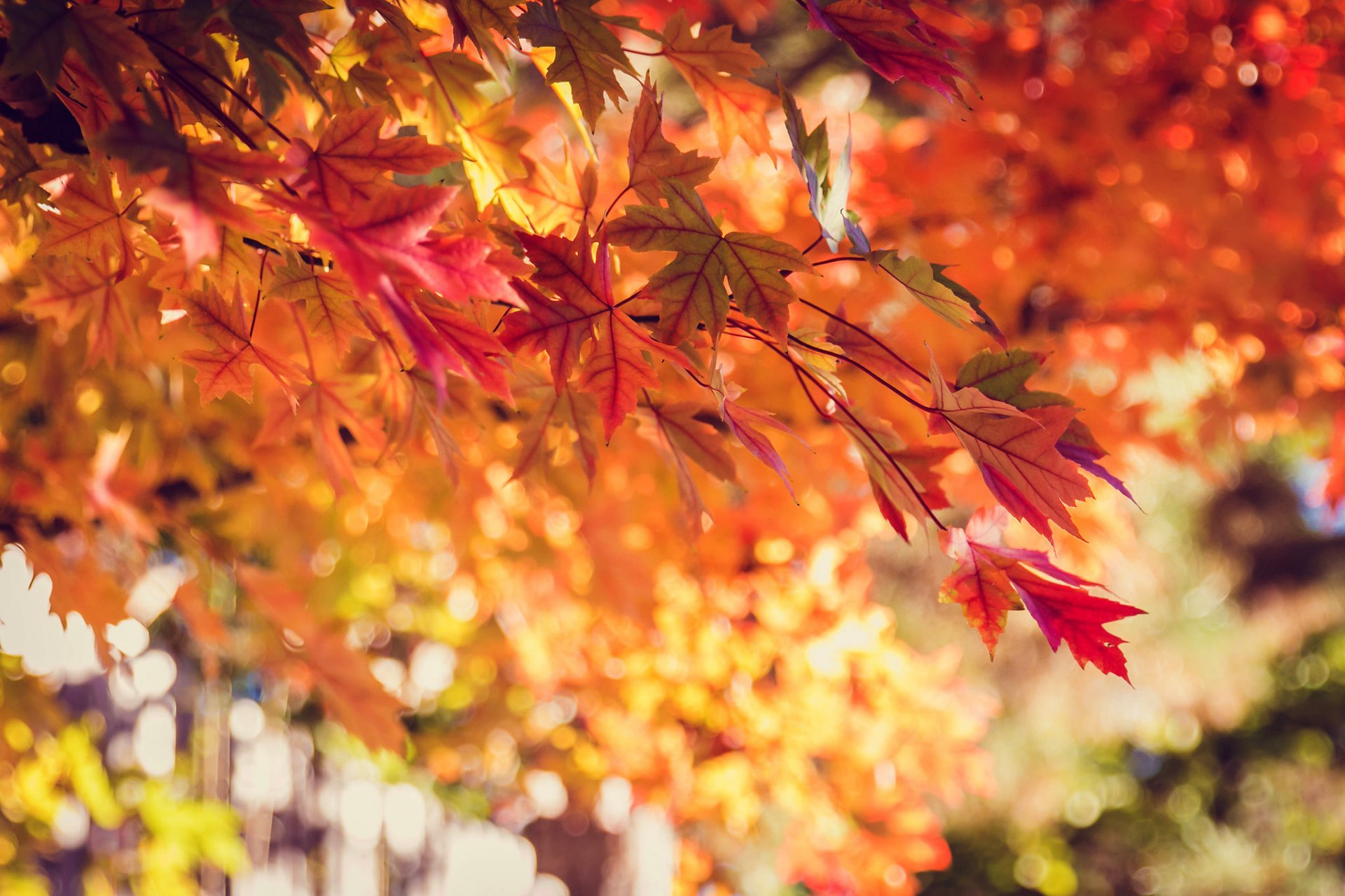 tree leaves yellow orange red bokeh nature autumn