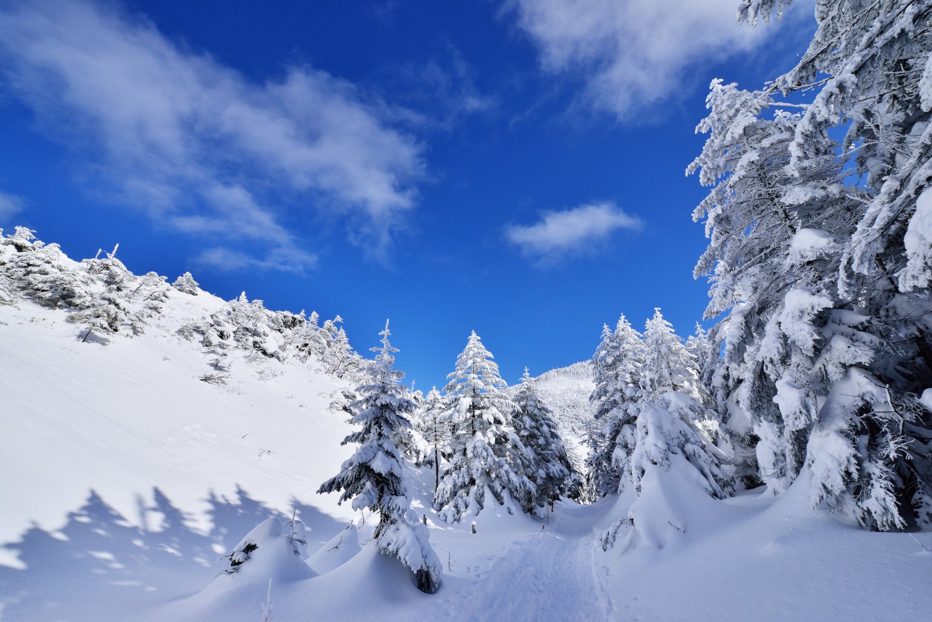 ciel nuages montagnes hiver arbres neige sapin