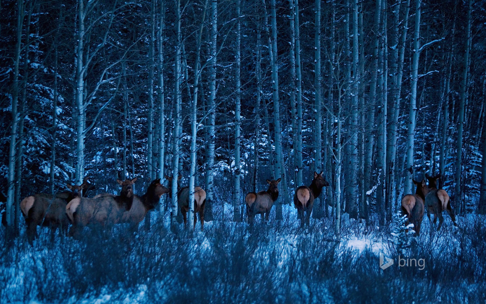 parque nacional banff alberta canadá bosque invierno árboles nieve alces