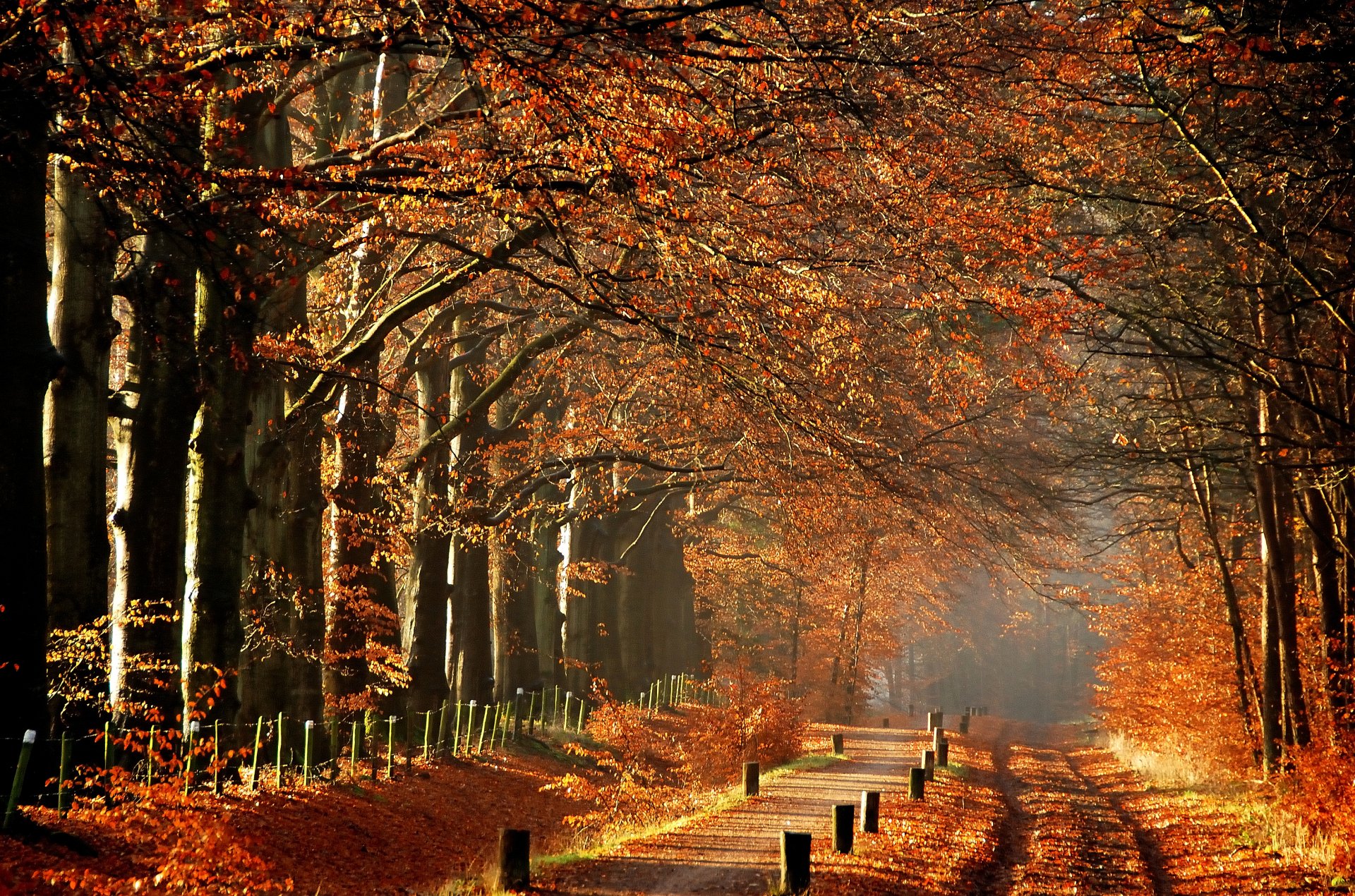 autumn tree track path morning fog