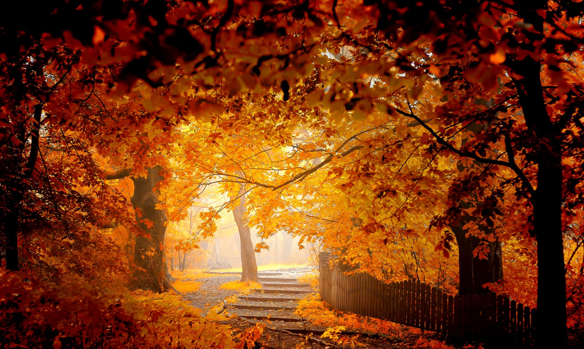 autumn tree foliage park fence