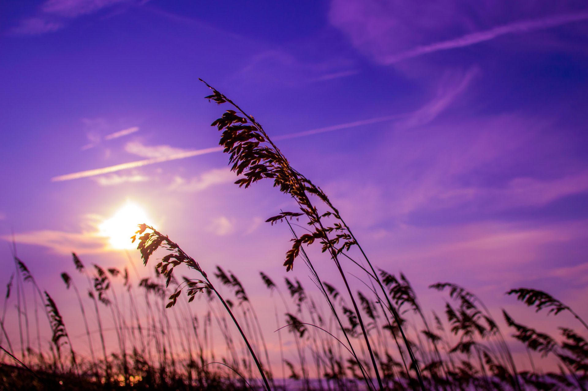 ky dawn sunrise reed