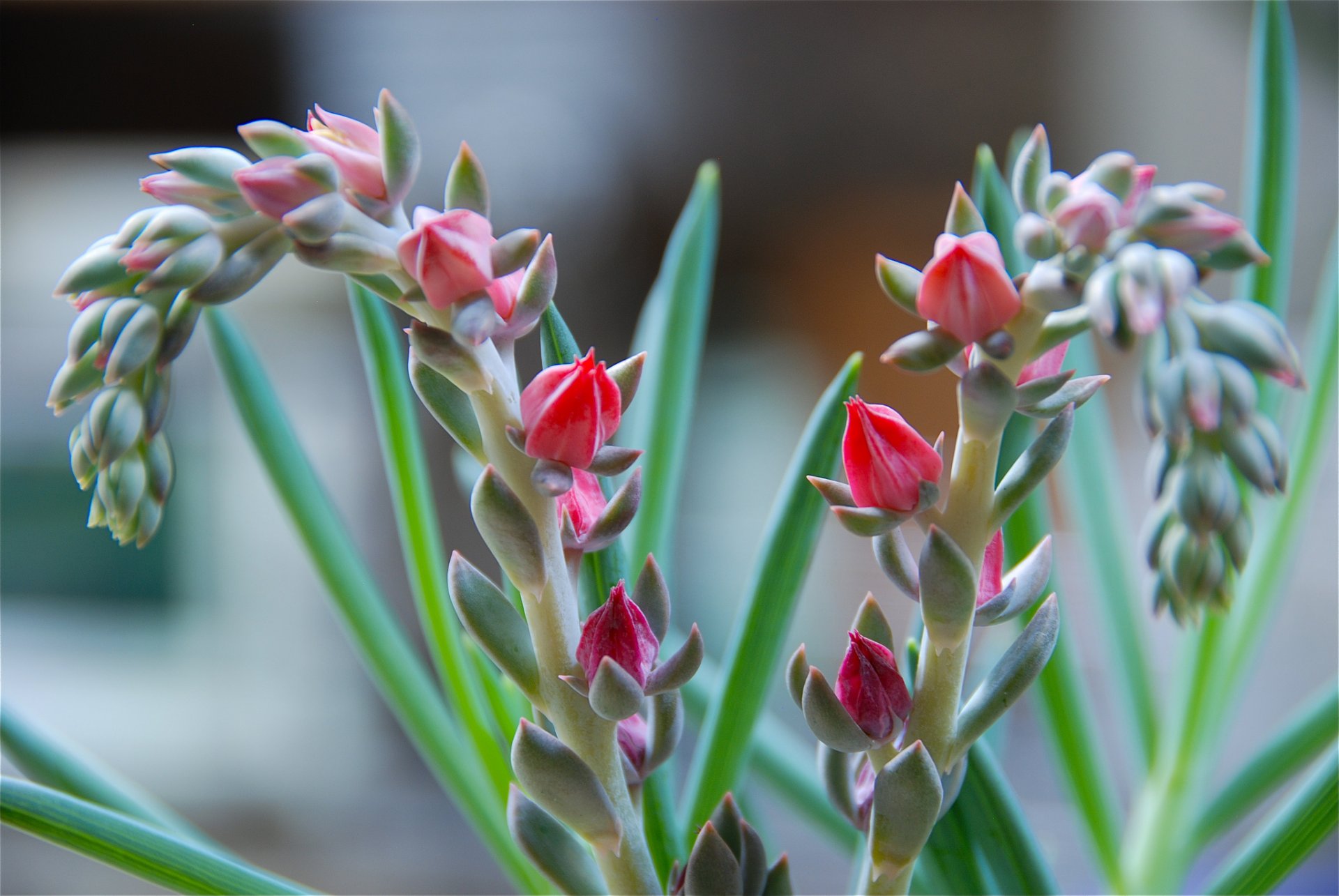 plant the stem leaves flower close up exotic