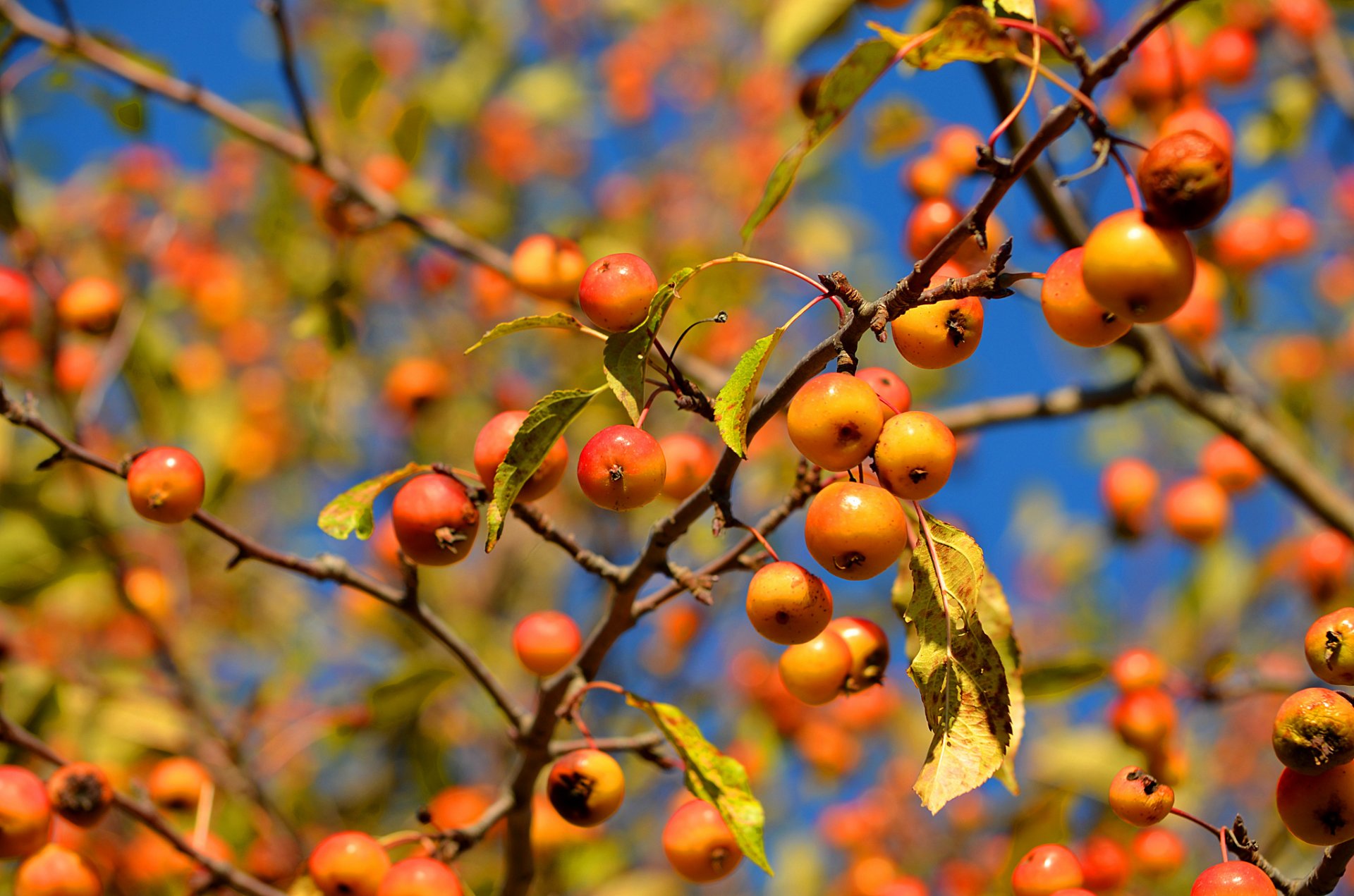 himmel zweige blätter äpfel makro