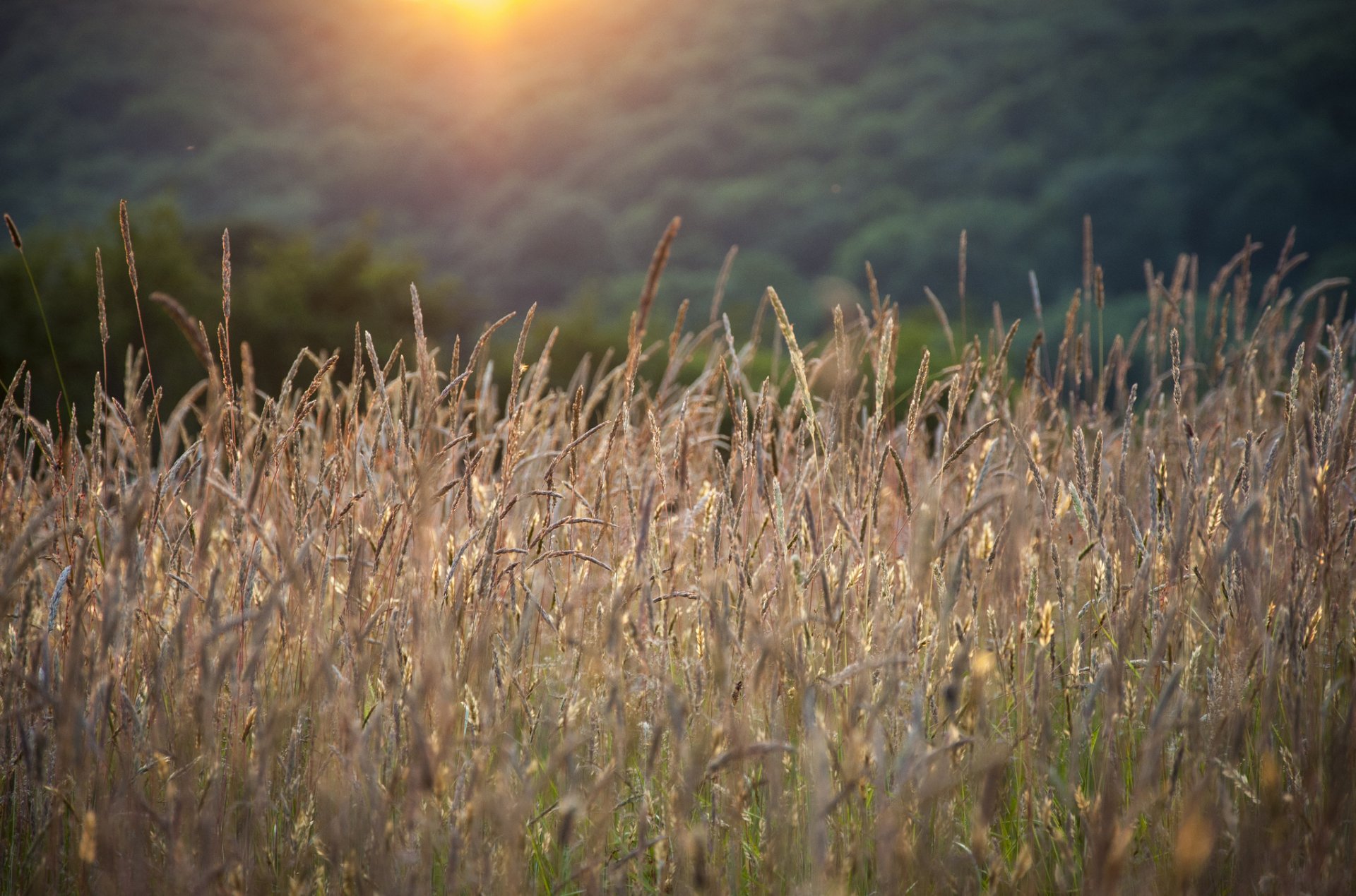 ummer spikes grass sunlight