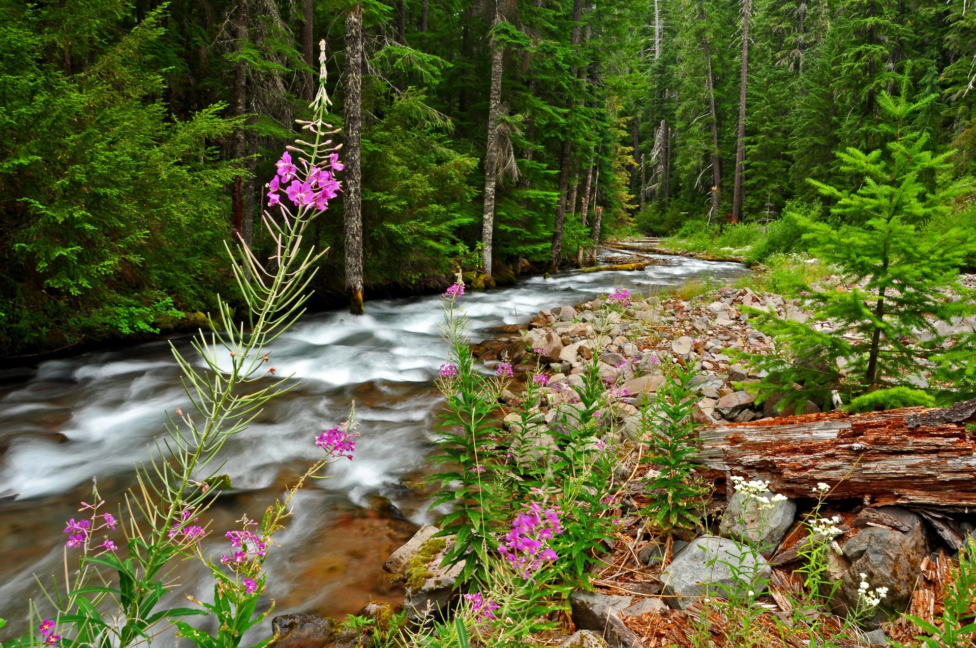 forêt rivière ruisseau arbres fleurs herbe