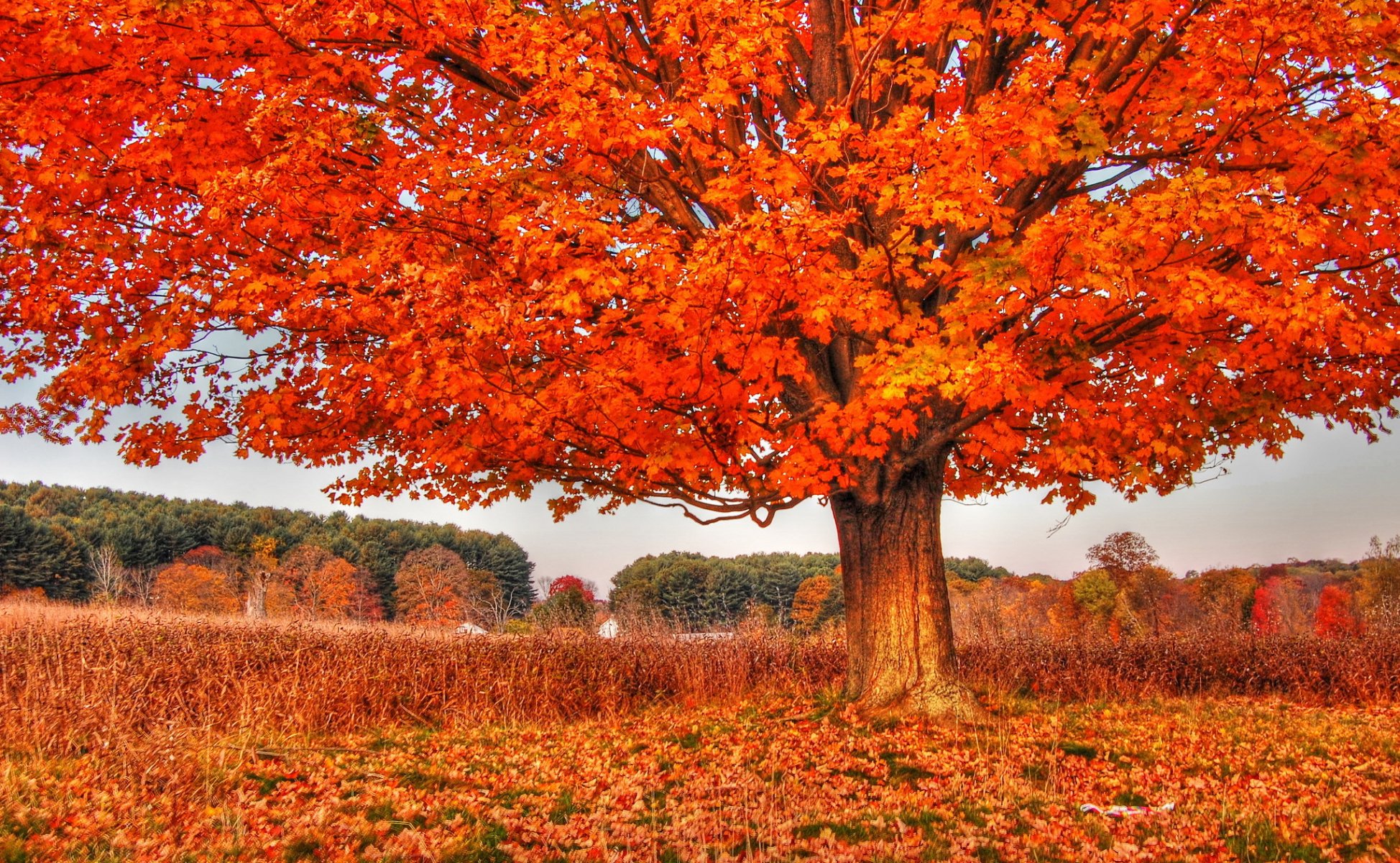 albero autunno natura